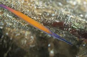 Retreat: Janss Pipefish with air bubbles at top of cave