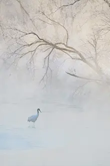 Hokkaido: Japan, Hokkaido, Tsurui. A hooded crane