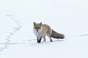 Hokkaido: Japan, Hokkaido, Tsurui. A red fox walks