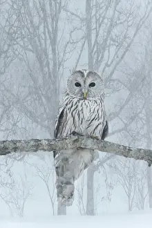 Japan: Japan, Hokkaido. Ural owl on limb in winter. ic Jim Zuckerma