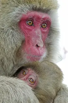 Comfort: Japan, Jigokudani Monkey Park. Detail of