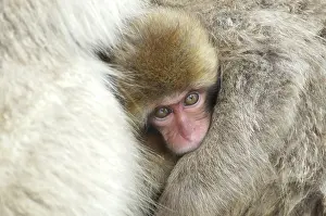 Warmth: Japan, Jigokudani Monkey Park. A baby snow
