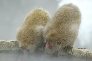Kogen: Japan, Jigokudani Monkey Park. Two snow