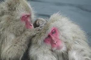 Bonding: Japan, Jigokudani Monkey Park. A snow monkey