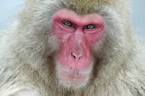 Pensive: Japan, Jigokudani Monkey Park. A snow monkey