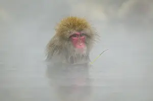 Warmth: Japan, Jigokudani Monkey Park. A snow monkey