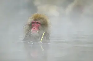 Warmth: Japan, Jigokudani Monkey Park. A snow monkey