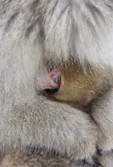 Peeking: Japan, Jigokudani, Snow monkey baby peeking
