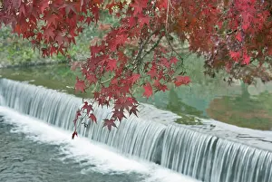 Selective: Japan, Kyoto, Arashiyama, Maple Leaves and