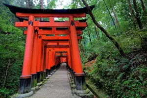 Gates: Japan, Kyoto. Torii Gates in the Fushimi-Inari-Taisha