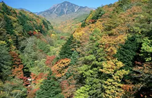 Maples: Japan - maple forest, autumn colours show biodiversity