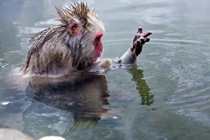 Williams: Japan, Nagano Mountains. Japanese macaque