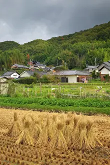 Prefecture: Japan, Nara Prefecture, Heguri-cho. Field