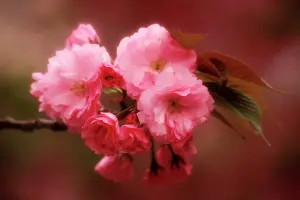 Ross: Japan, Osaka. Close-up of cherry blossoms