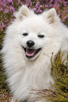 Spitz: Japan Spitz, sitting between flowering heather