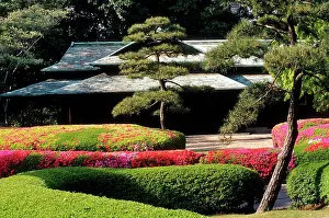 Orderly: Japan, Tokyo. Azaleas at the Imperial Palace