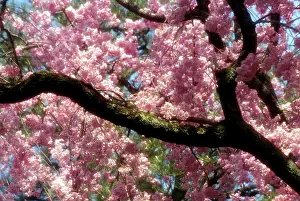 Ross: Japan, Tokyo. Cherry blossom tree in bloom