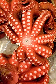 Cart: Japan, Tokyo, octopus on display at Tsukiji