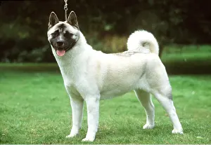 Utility: JAPANESE AKITA DOG - full body portrait