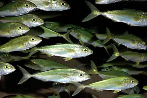 Schools: Japanese Amberjack - shoal