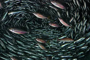Schools: Japanese Anchovy, shoal, pelagic in west Pacific