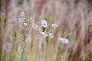 Windflower: Japanese anemone, Anemone hupehensis var. japonica