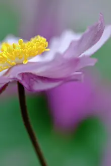 Hybrida: Japanese anemone, Anemone x hybrida Serenade