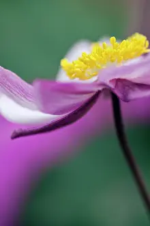 Hybrida: Japanese anemone, Anemone x hybrida Serenade