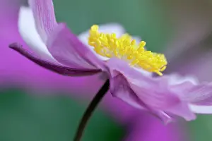 Hybrida: Japanese anemone, Anemone x hybrida Serenade