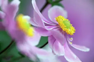 Hybrida: Japanese anemone, Anemone x hybrida Serenade