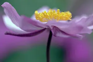 Hybrida: Japanese anemone, Anemone x hybrida Serenade