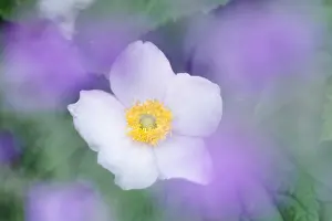 Stamens: Japanese Anemone - Norfolk UK