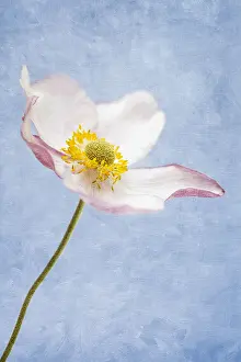 Anemones: Japanese anemone - Textured Image