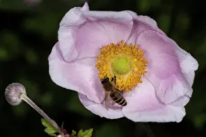010920: Japanese anemone, thimbleweed or windflower (Anemone