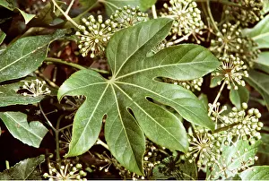 Bonnie Weisser: Japanese Aralia
