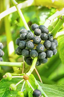 Berry: Japanese Aralia (Fatsia du Japon) Moseri