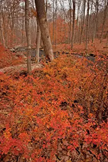 Barberry: Japanese Barberry / Thunberg's Barberry - by the