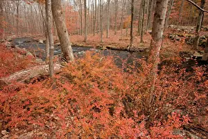 Barberry: Japanese barberry or Thunberg's Barberry