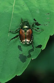 Invader: Japanese Beetle