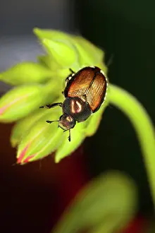 Destructive: Japanese Beetle
