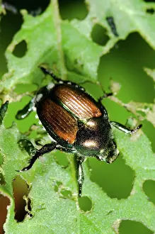 Japonica: Japanese Beetle