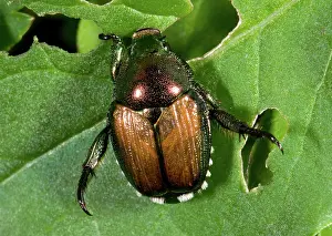 Japonica: Japanese Beetle