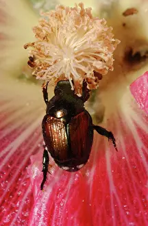 Scarabaeidae: Japanese Beetle