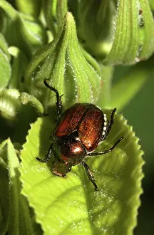 Scarabaeidae: Japanese Beetle