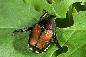 Introduced: Japanese Beetle