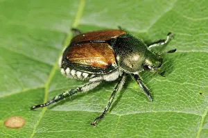 Introduced: Japanese Beetle
