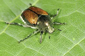 Introduced: Japanese Beetle