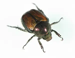 Introduced: Japanese Beetle