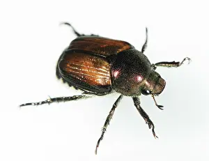 Introduced: Japanese Beetle
