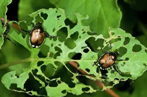 Japonica: Japanese Beetles